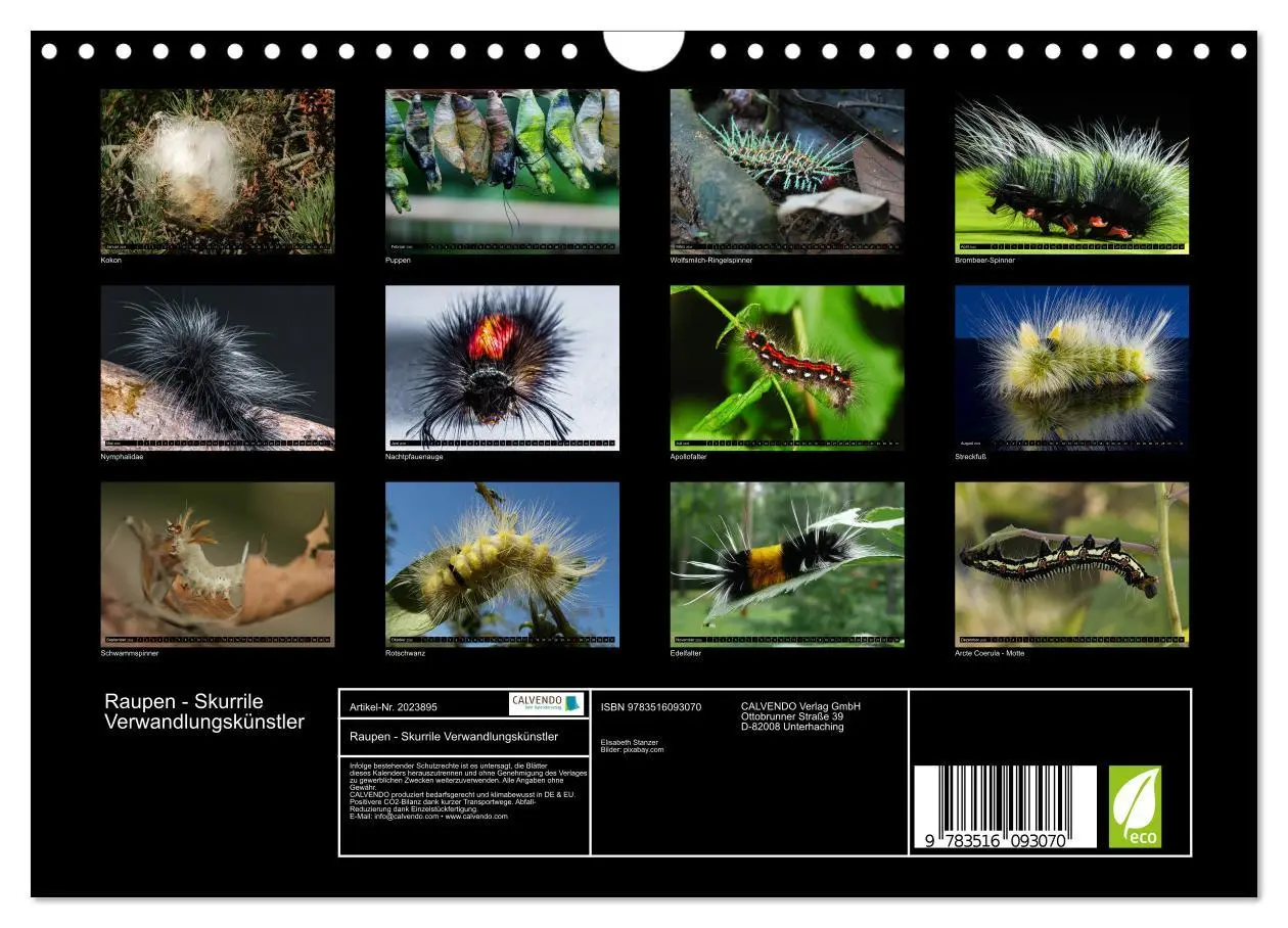 Bild: 9783516093070 | Raupen - Skurrile Verwandlungskünstler (Wandkalender 2026 DIN A4...