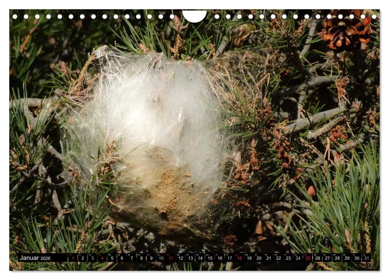 Bild: 9783516093070 | Raupen - Skurrile Verwandlungskünstler (Wandkalender 2026 DIN A4...