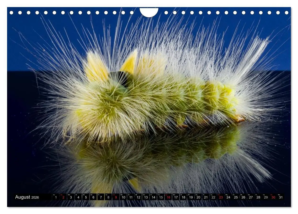 Bild: 9783516093070 | Raupen - Skurrile Verwandlungskünstler (Wandkalender 2026 DIN A4...