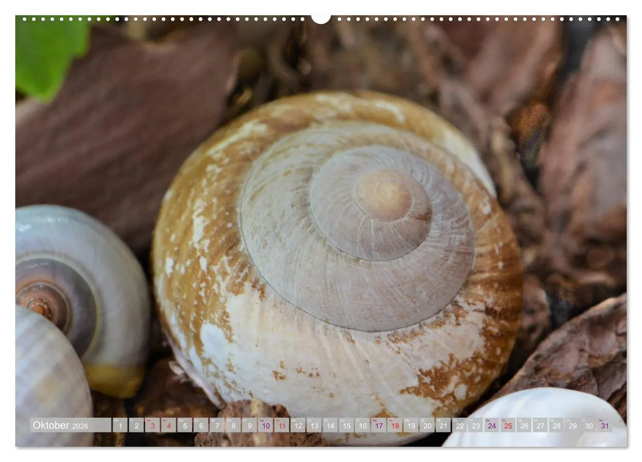 Bild: 9783457823170 | Häuser der Meere: Muscheln - Seeigel - Schnecken (Wandkalender 2026...
