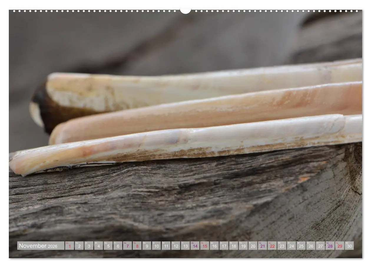 Bild: 9783457823170 | Häuser der Meere: Muscheln - Seeigel - Schnecken (Wandkalender 2026...