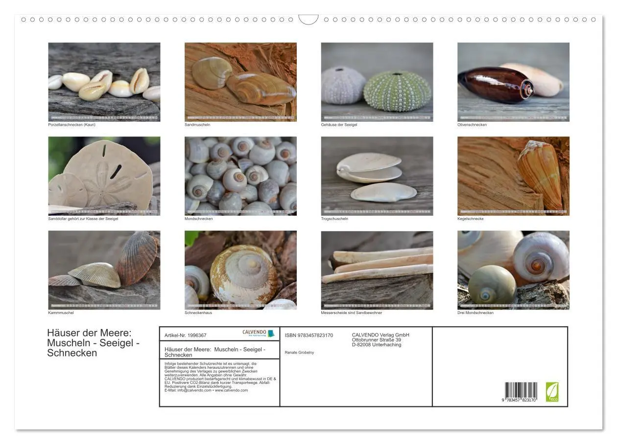 Bild: 9783457823170 | Häuser der Meere: Muscheln - Seeigel - Schnecken (Wandkalender 2026...
