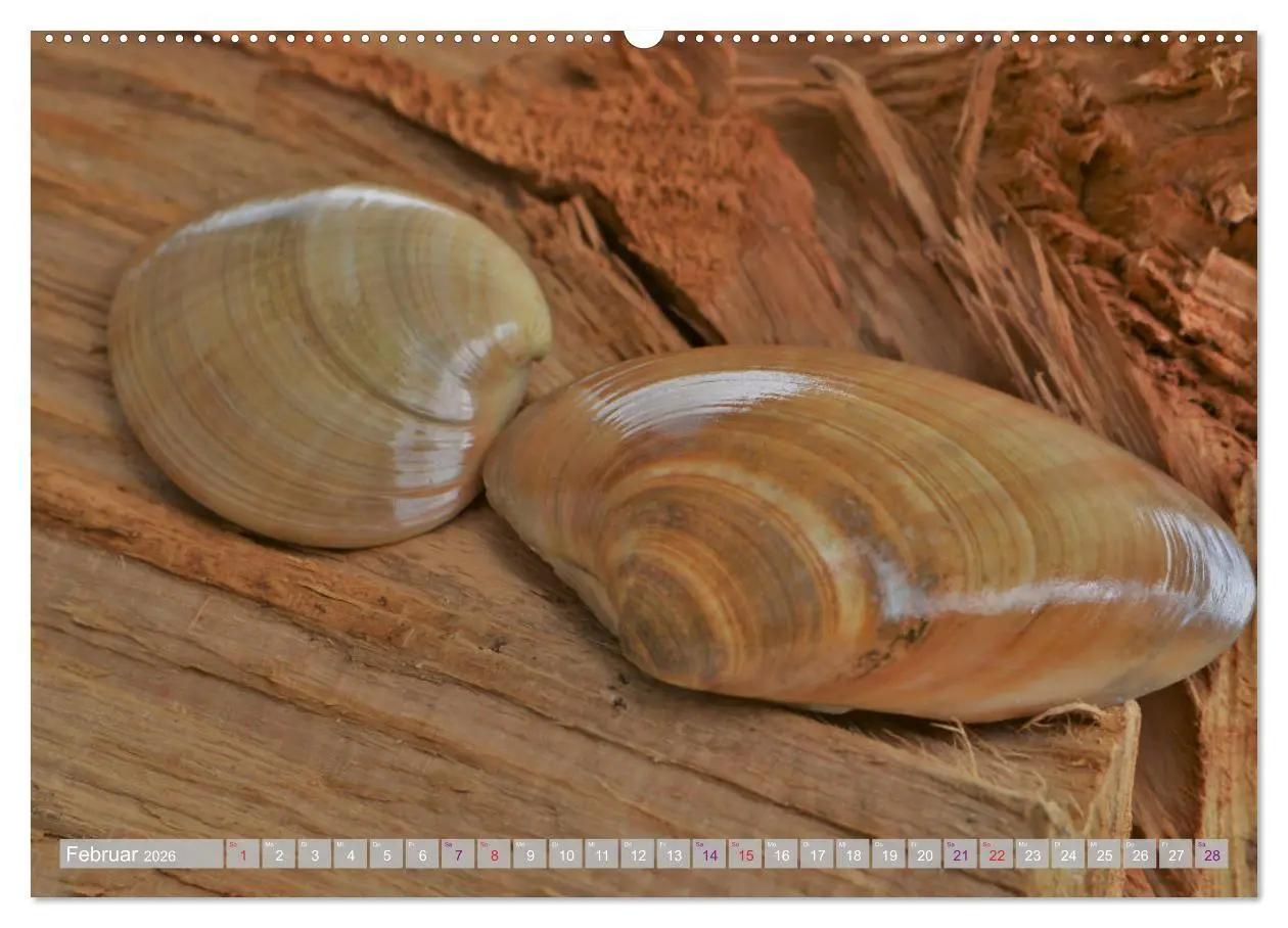Bild: 9783457823170 | Häuser der Meere: Muscheln - Seeigel - Schnecken (Wandkalender 2026...