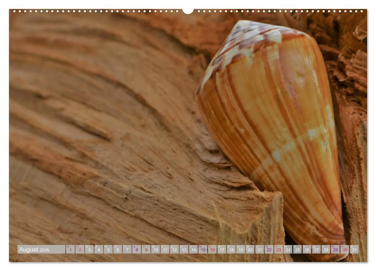 Bild: 9783457823170 | Häuser der Meere: Muscheln - Seeigel - Schnecken (Wandkalender 2026...