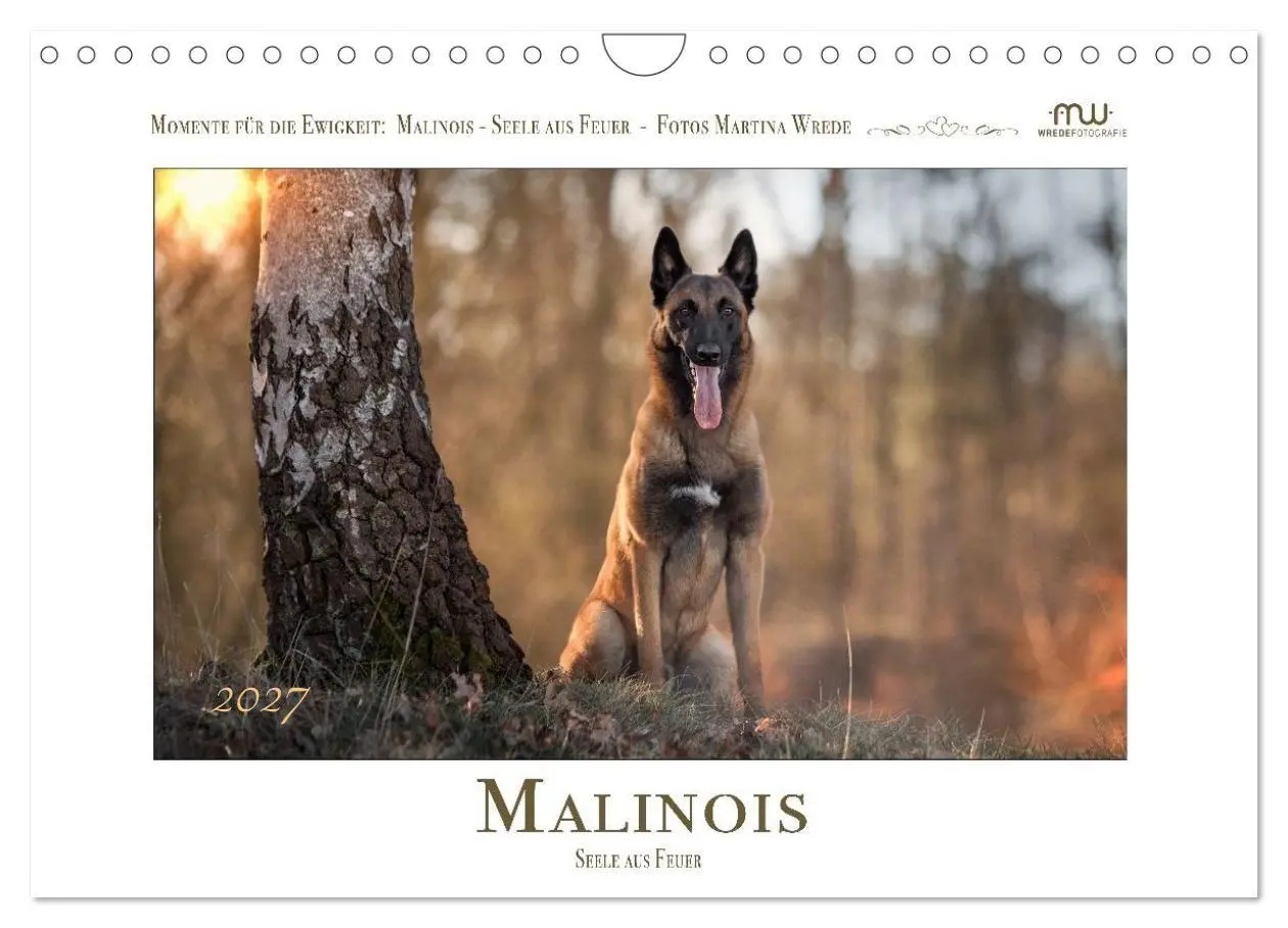 Cover: 9783516773170 | Malinois - Seelen aus Feuer (Wandkalender 2027 DIN A4 quer),...