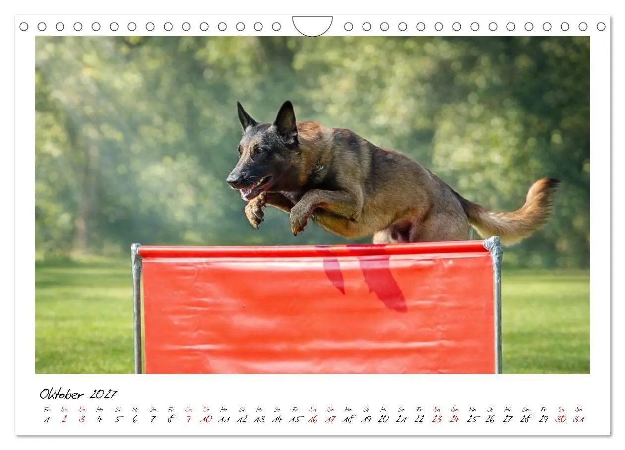 Bild: 9783516773170 | Malinois - Seelen aus Feuer (Wandkalender 2027 DIN A4 quer),...