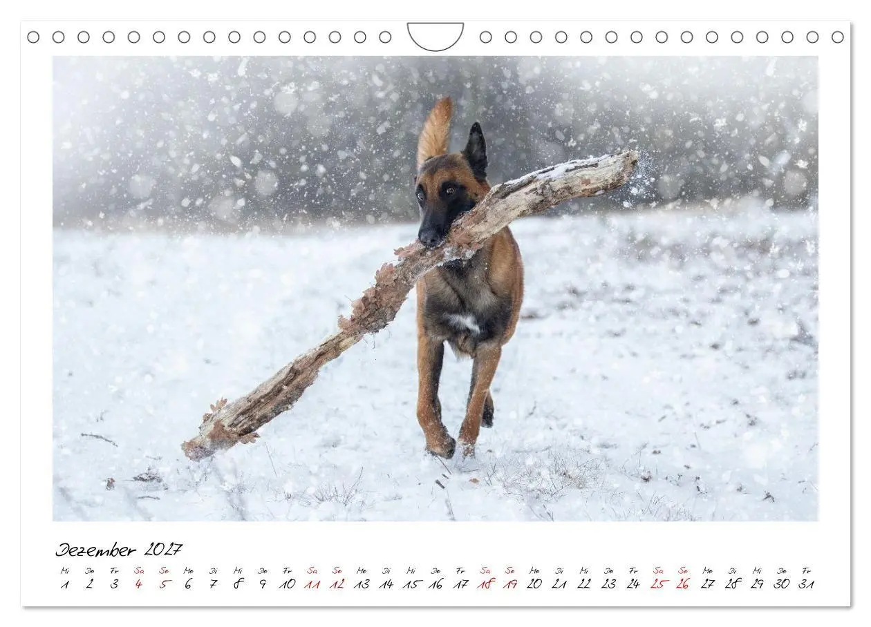 Bild: 9783516773170 | Malinois - Seelen aus Feuer (Wandkalender 2027 DIN A4 quer),...
