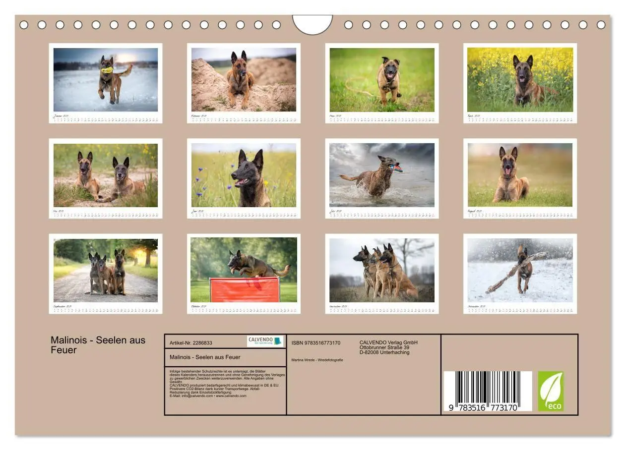 Bild: 9783516773170 | Malinois - Seelen aus Feuer (Wandkalender 2027 DIN A4 quer),...
