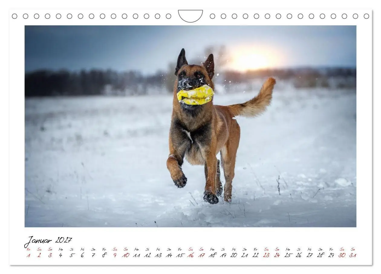 Bild: 9783516773170 | Malinois - Seelen aus Feuer (Wandkalender 2027 DIN A4 quer),...