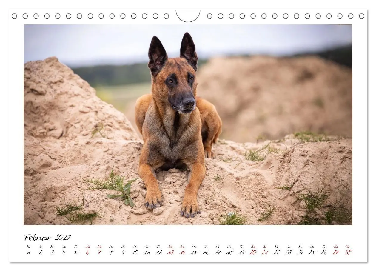 Bild: 9783516773170 | Malinois - Seelen aus Feuer (Wandkalender 2027 DIN A4 quer),...
