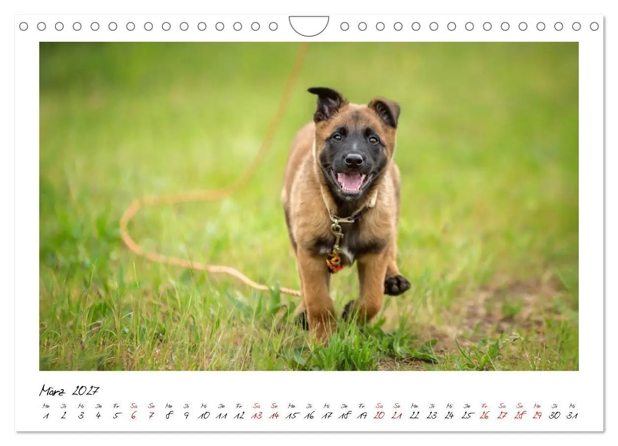 Bild: 9783516773170 | Malinois - Seelen aus Feuer (Wandkalender 2027 DIN A4 quer),...
