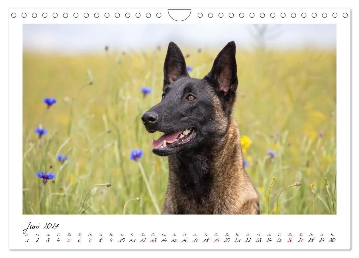 Bild: 9783516773170 | Malinois - Seelen aus Feuer (Wandkalender 2027 DIN A4 quer),...