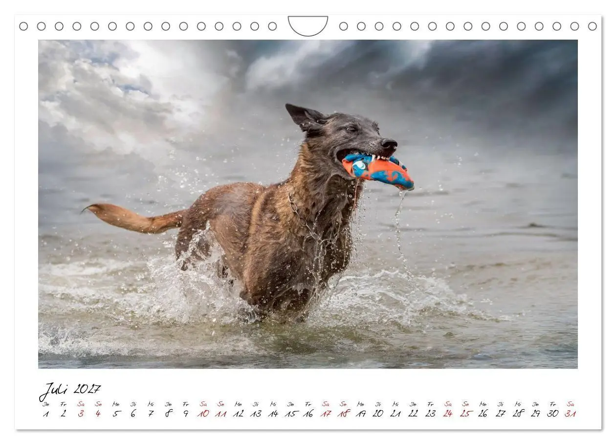 Bild: 9783516773170 | Malinois - Seelen aus Feuer (Wandkalender 2027 DIN A4 quer),...