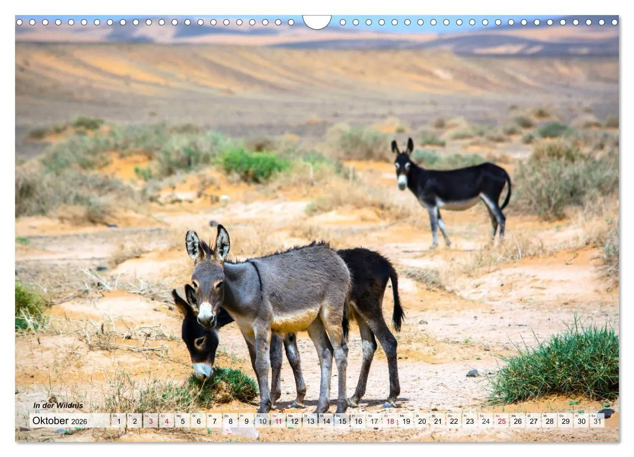 Bild: 9783457293270 | Marokko - Symphonie aus Licht und Farben (Wandkalender 2026 DIN A3...