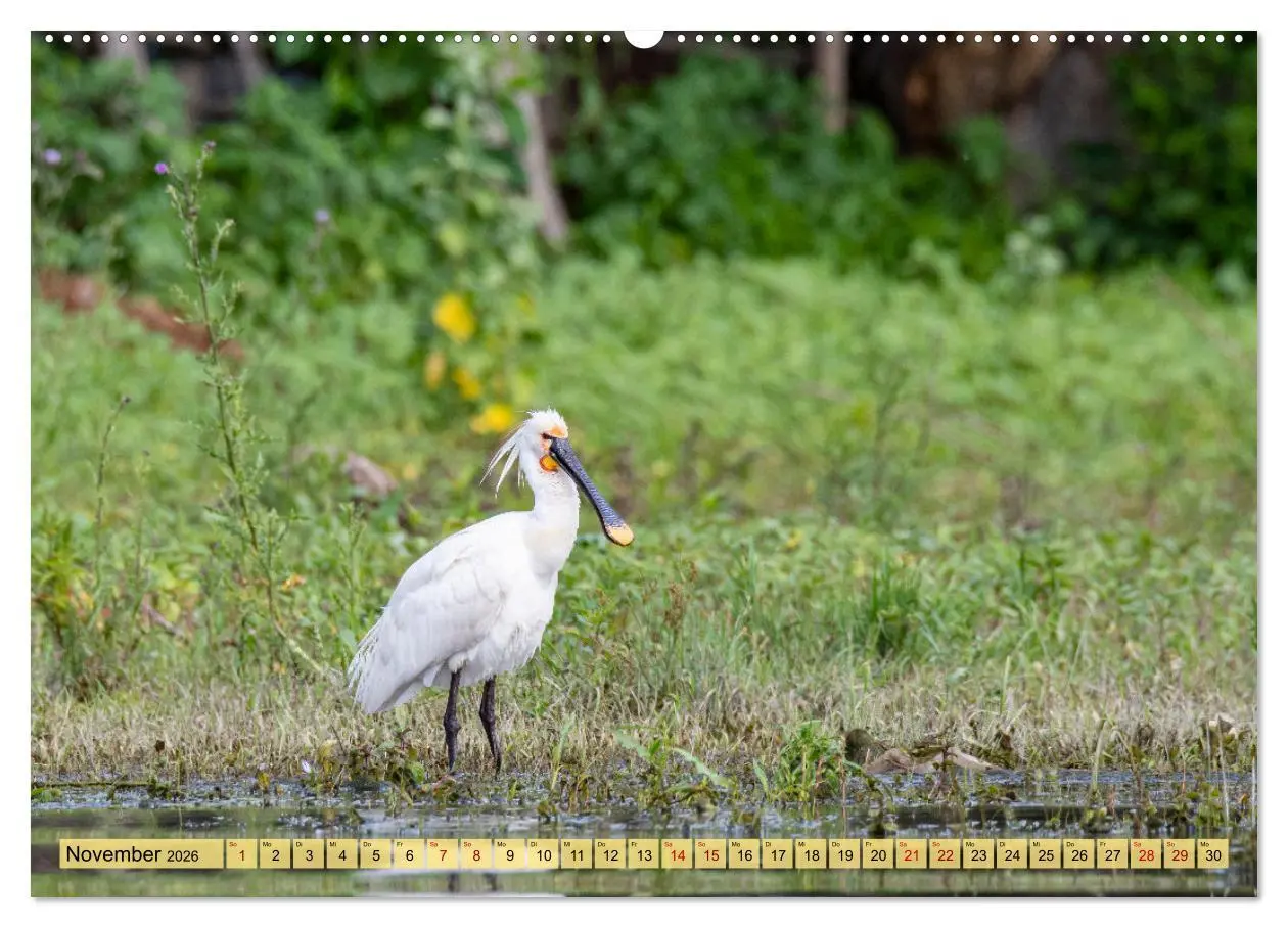 Bild: 9783457433270 | Donaudelta - Europas großes Vogelparadies (hochwertiger Premium...