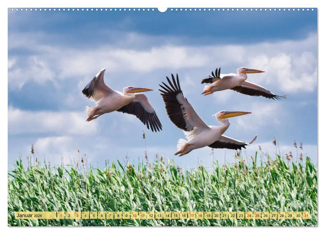 Bild: 9783457433270 | Donaudelta - Europas großes Vogelparadies (hochwertiger Premium...
