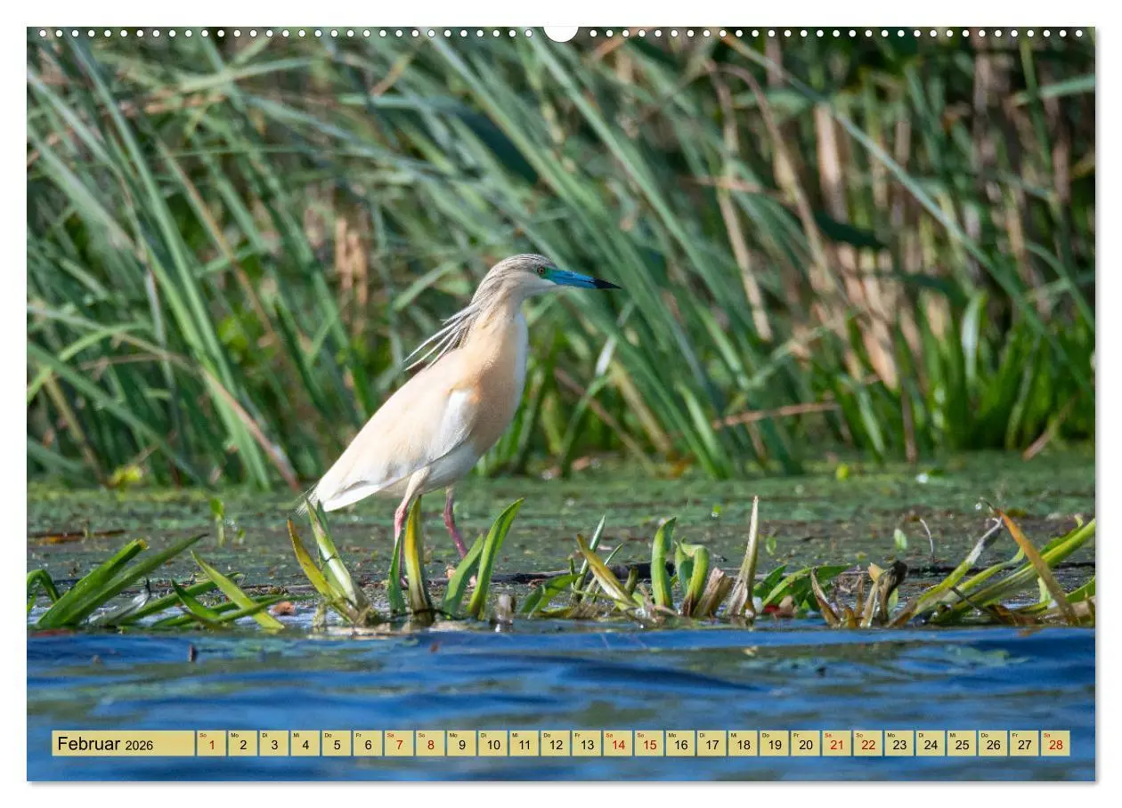 Bild: 9783457433270 | Donaudelta - Europas großes Vogelparadies (hochwertiger Premium...