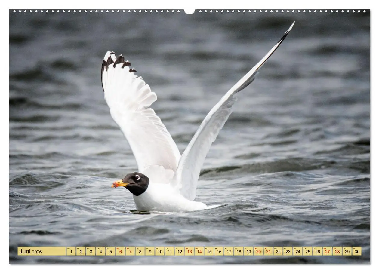 Bild: 9783457433270 | Donaudelta - Europas großes Vogelparadies (hochwertiger Premium...