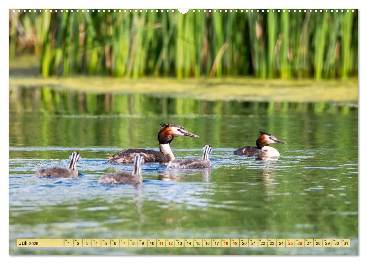 Bild: 9783457433270 | Donaudelta - Europas großes Vogelparadies (hochwertiger Premium...