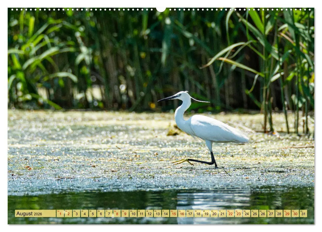 Bild: 9783457433270 | Donaudelta - Europas großes Vogelparadies (hochwertiger Premium...