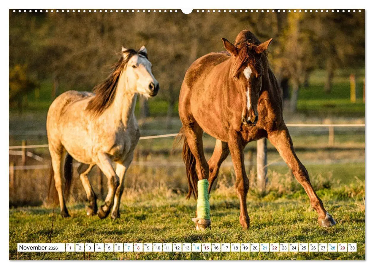 Bild: 9783457673270 | Durch das Jahr mit der Trakehner-Stute Fleur (hochwertiger Premium...