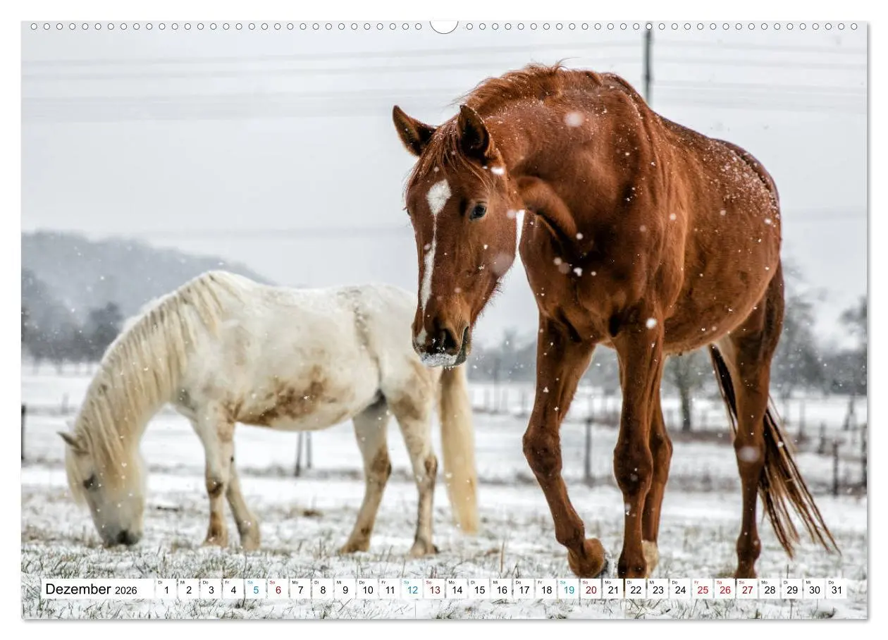 Bild: 9783457673270 | Durch das Jahr mit der Trakehner-Stute Fleur (hochwertiger Premium...