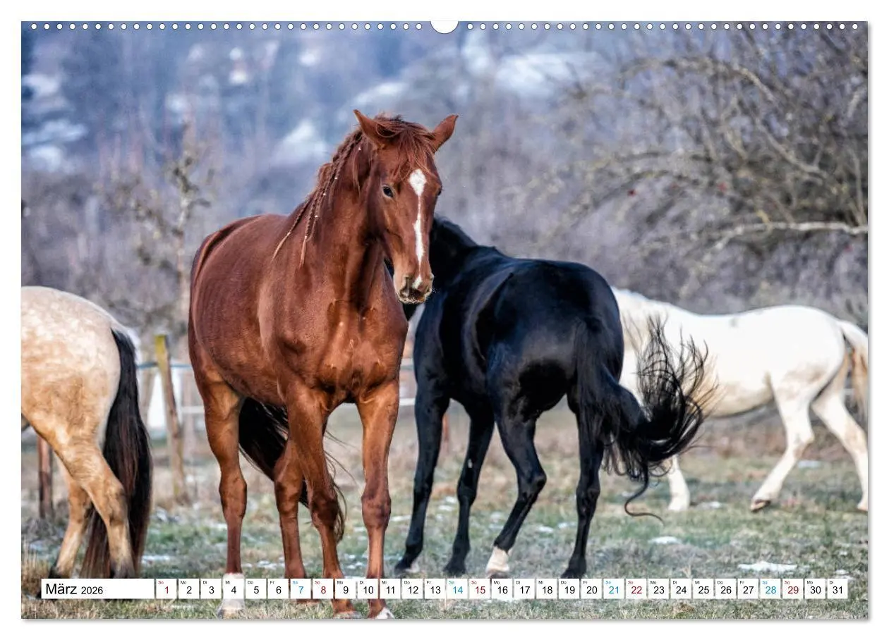 Bild: 9783457673270 | Durch das Jahr mit der Trakehner-Stute Fleur (hochwertiger Premium...