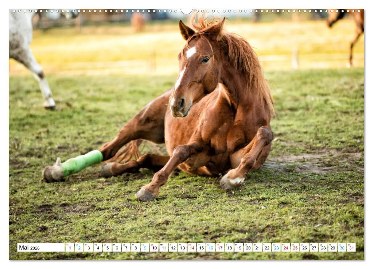 Bild: 9783457673270 | Durch das Jahr mit der Trakehner-Stute Fleur (hochwertiger Premium...
