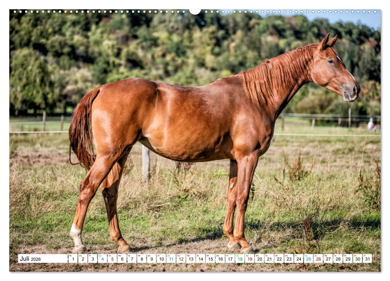 Bild: 9783457673270 | Durch das Jahr mit der Trakehner-Stute Fleur (hochwertiger Premium...