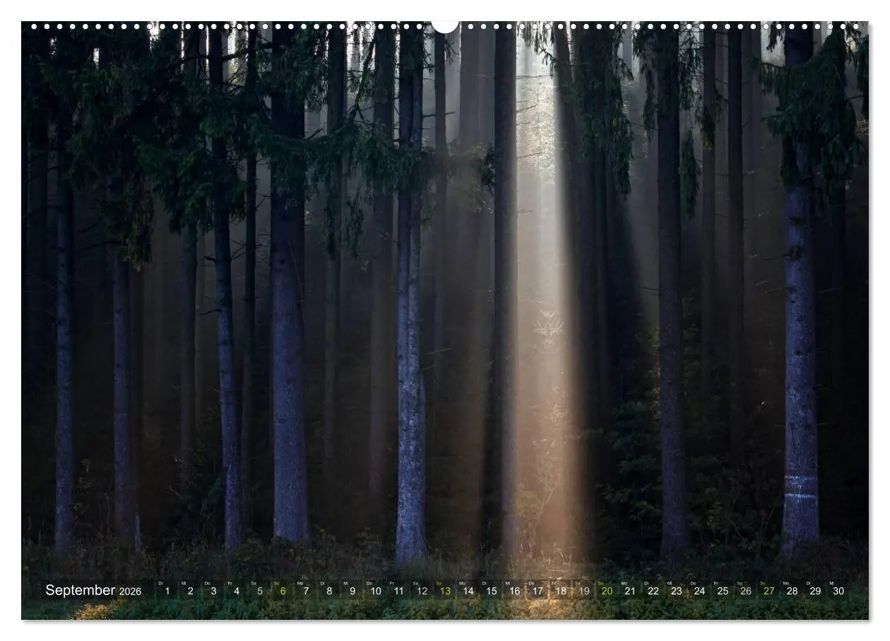 Bild: 9783516143270 | Bäume (Wandkalender 2026 DIN A2 quer), CALVENDO Monatskalender | Cross