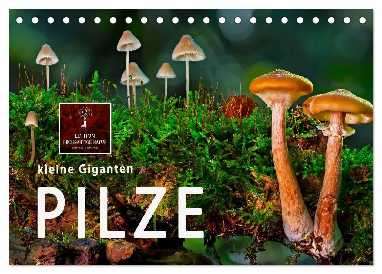 Cover: 9783457653470 | Pilze - kleine Giganten (Tischkalender 2026 DIN A5 quer), CALVENDO...