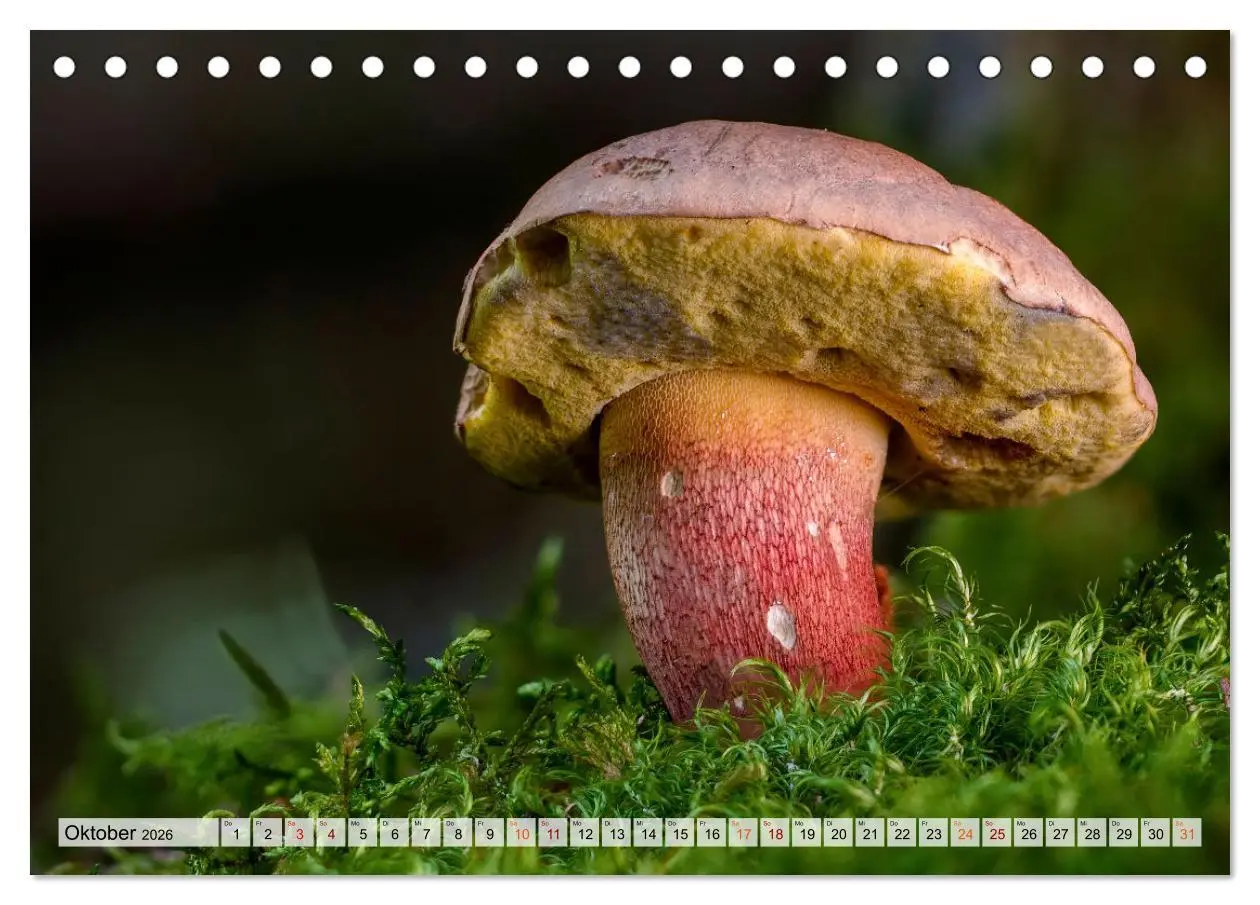 Bild: 9783457653470 | Pilze - kleine Giganten (Tischkalender 2026 DIN A5 quer), CALVENDO...