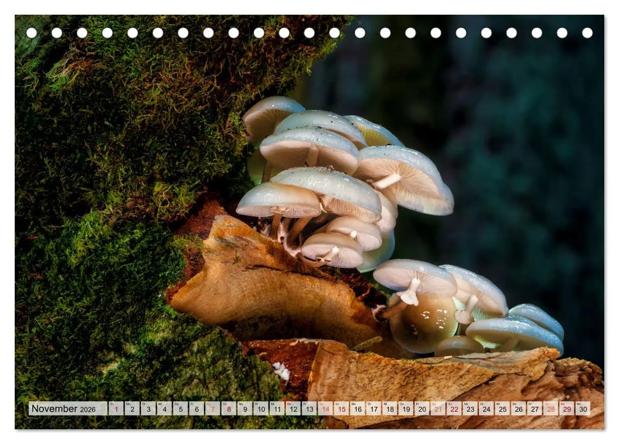 Bild: 9783457653470 | Pilze - kleine Giganten (Tischkalender 2026 DIN A5 quer), CALVENDO...