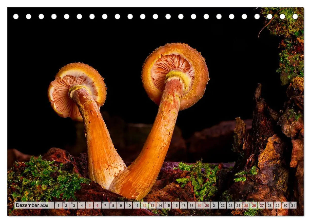 Bild: 9783457653470 | Pilze - kleine Giganten (Tischkalender 2026 DIN A5 quer), CALVENDO...
