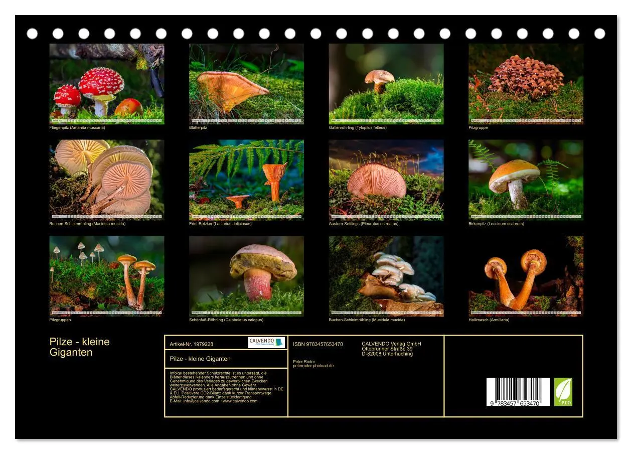 Bild: 9783457653470 | Pilze - kleine Giganten (Tischkalender 2026 DIN A5 quer), CALVENDO...