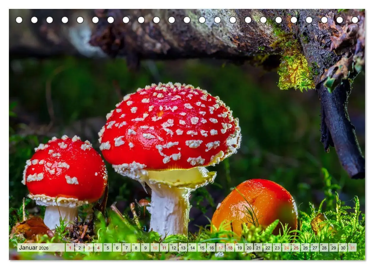 Bild: 9783457653470 | Pilze - kleine Giganten (Tischkalender 2026 DIN A5 quer), CALVENDO...