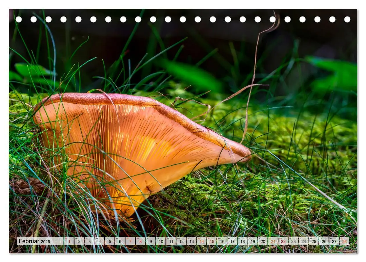 Bild: 9783457653470 | Pilze - kleine Giganten (Tischkalender 2026 DIN A5 quer), CALVENDO...