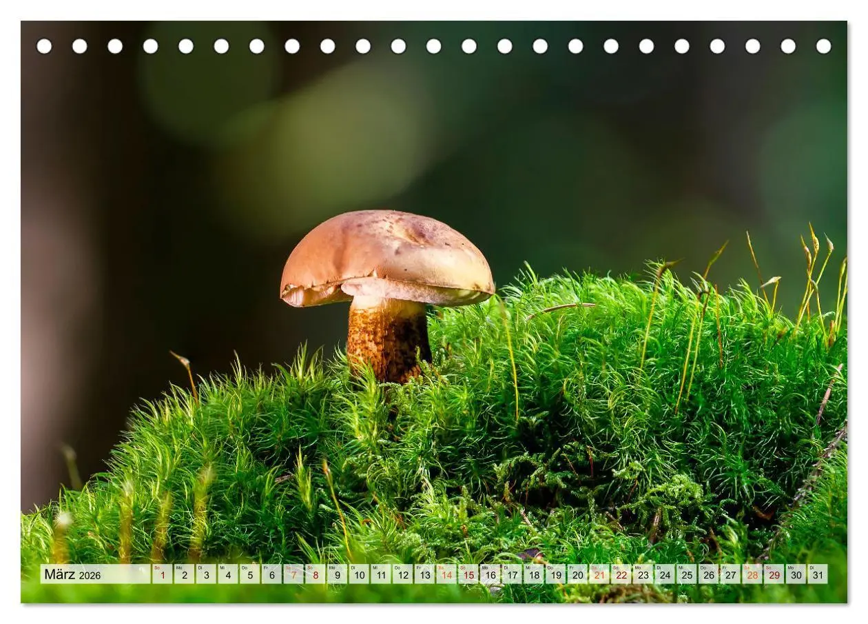 Bild: 9783457653470 | Pilze - kleine Giganten (Tischkalender 2026 DIN A5 quer), CALVENDO...