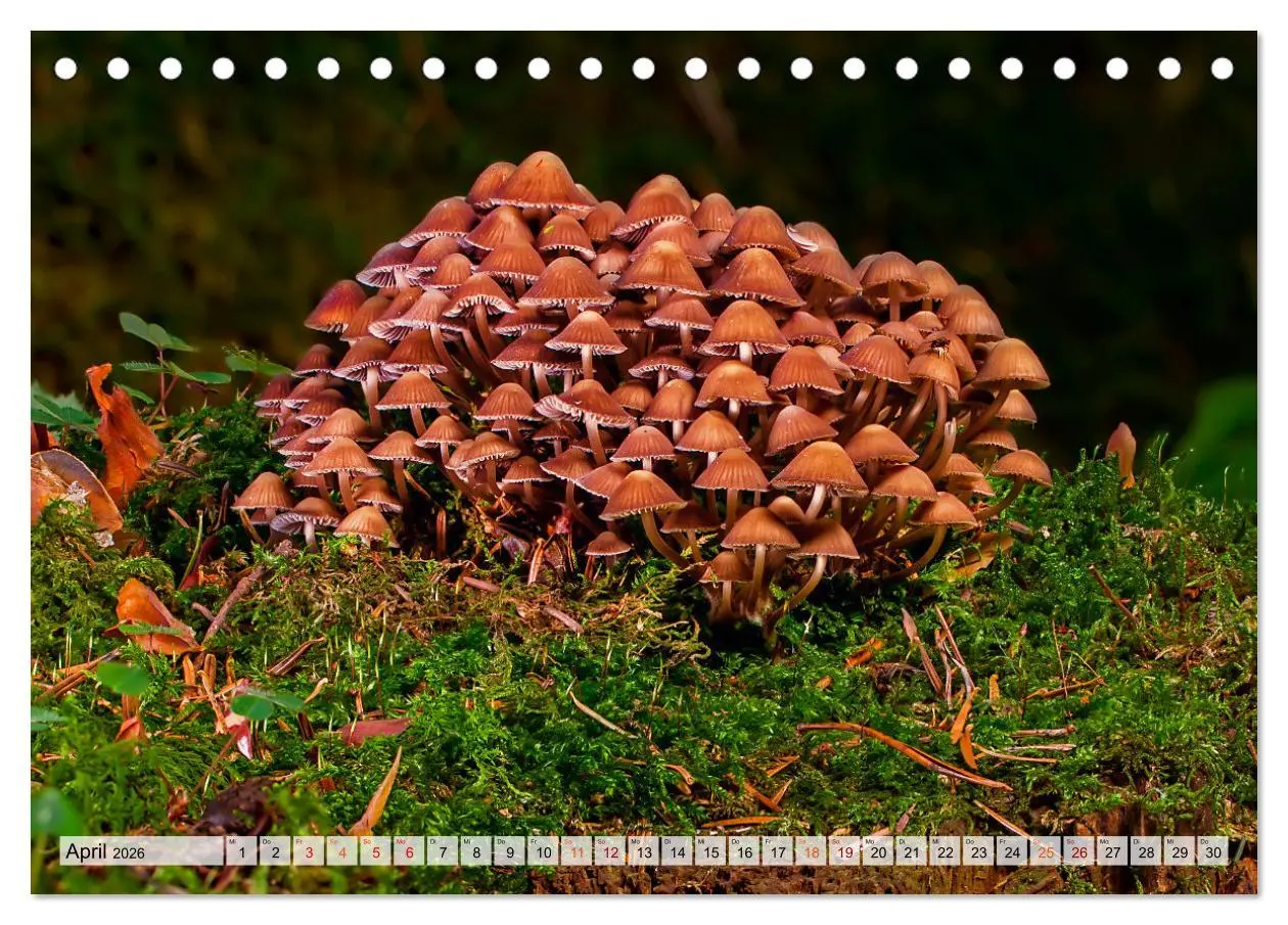 Bild: 9783457653470 | Pilze - kleine Giganten (Tischkalender 2026 DIN A5 quer), CALVENDO...