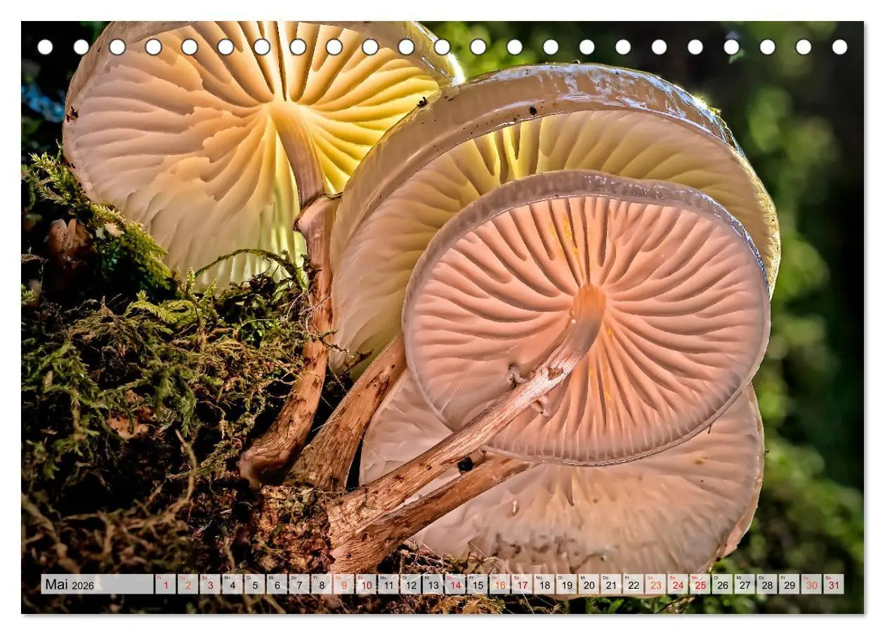 Bild: 9783457653470 | Pilze - kleine Giganten (Tischkalender 2026 DIN A5 quer), CALVENDO...