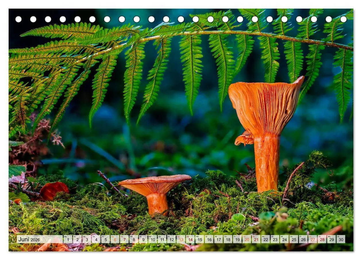 Bild: 9783457653470 | Pilze - kleine Giganten (Tischkalender 2026 DIN A5 quer), CALVENDO...