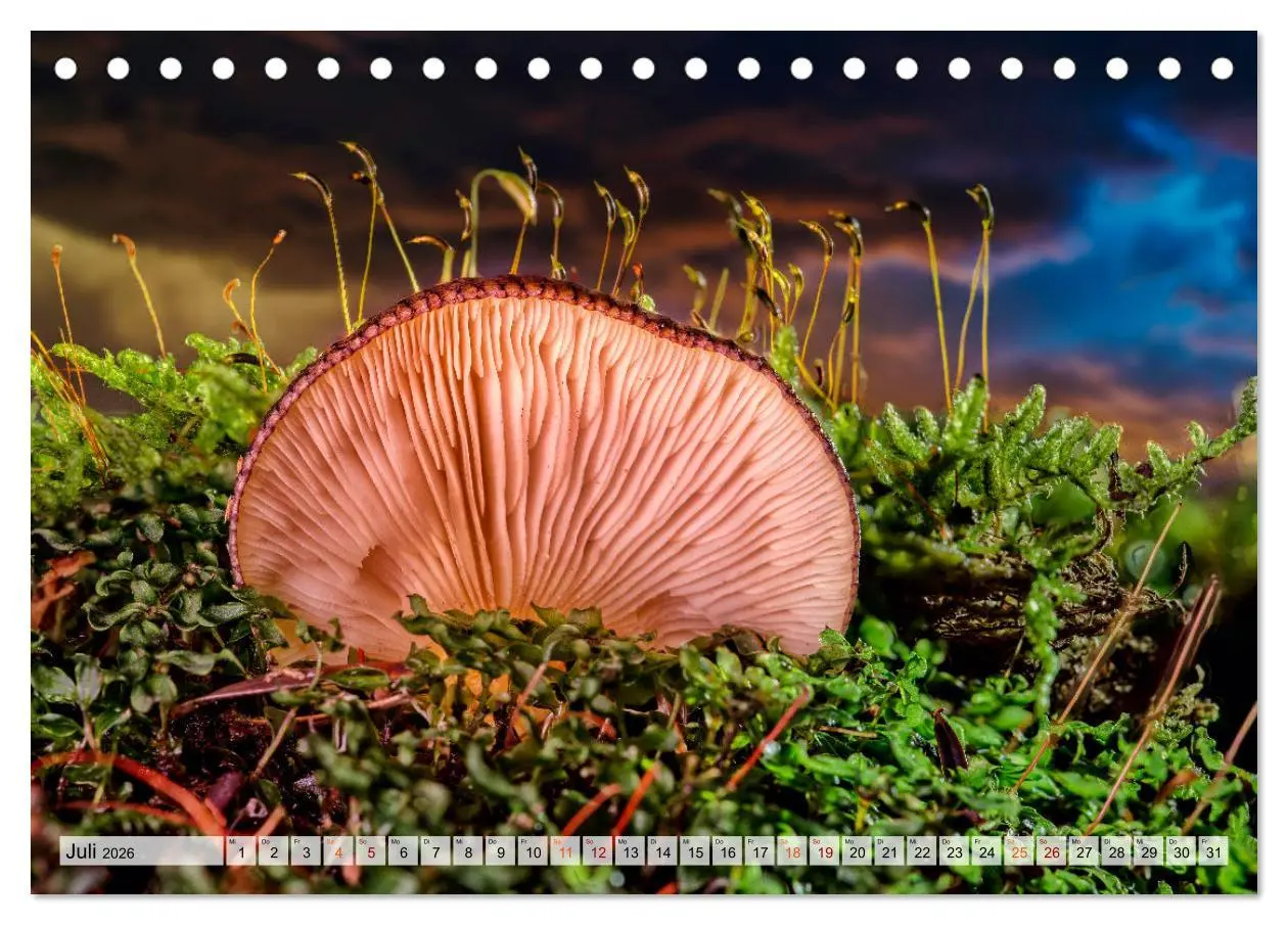 Bild: 9783457653470 | Pilze - kleine Giganten (Tischkalender 2026 DIN A5 quer), CALVENDO...