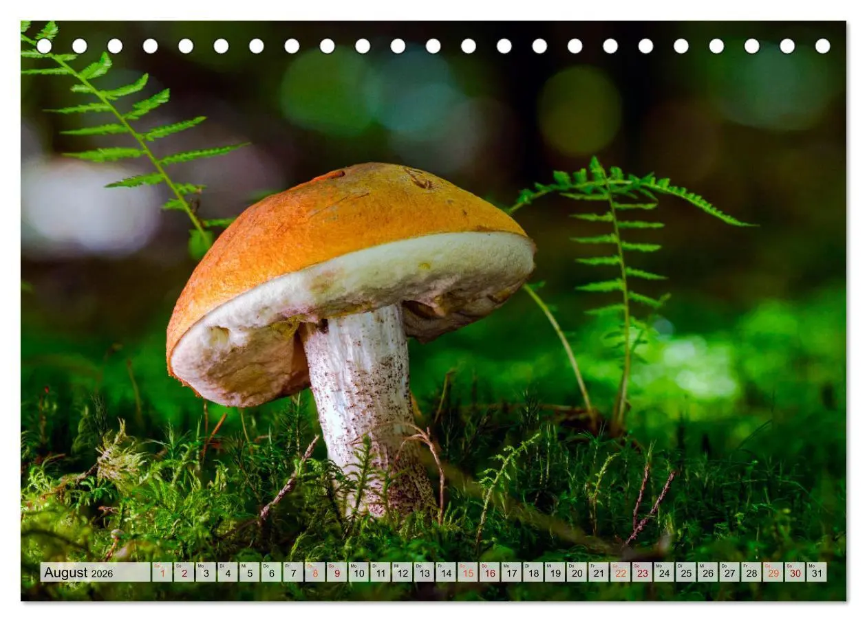 Bild: 9783457653470 | Pilze - kleine Giganten (Tischkalender 2026 DIN A5 quer), CALVENDO...