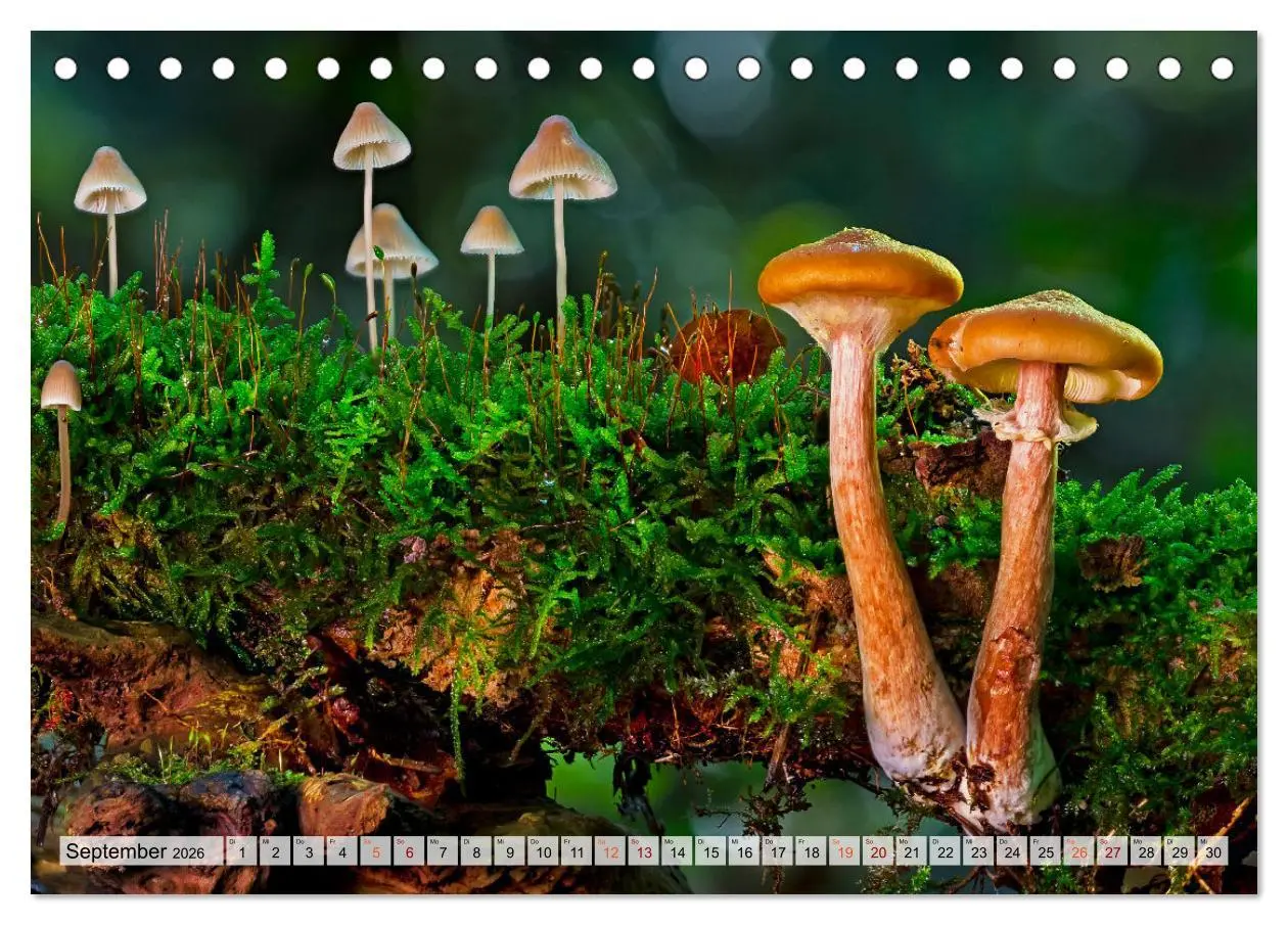 Bild: 9783457653470 | Pilze - kleine Giganten (Tischkalender 2026 DIN A5 quer), CALVENDO...
