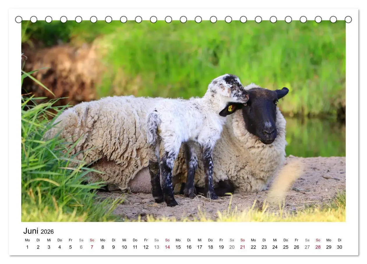 Bild: 9783457893470 | Schäfchen zählen - Mit Schafen durchs Jahr (Tischkalender 2026 DIN...