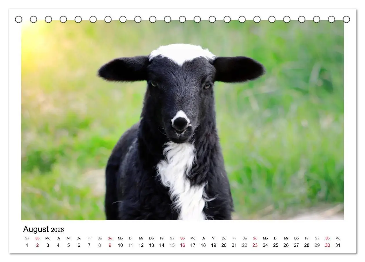 Bild: 9783457893470 | Schäfchen zählen - Mit Schafen durchs Jahr (Tischkalender 2026 DIN...