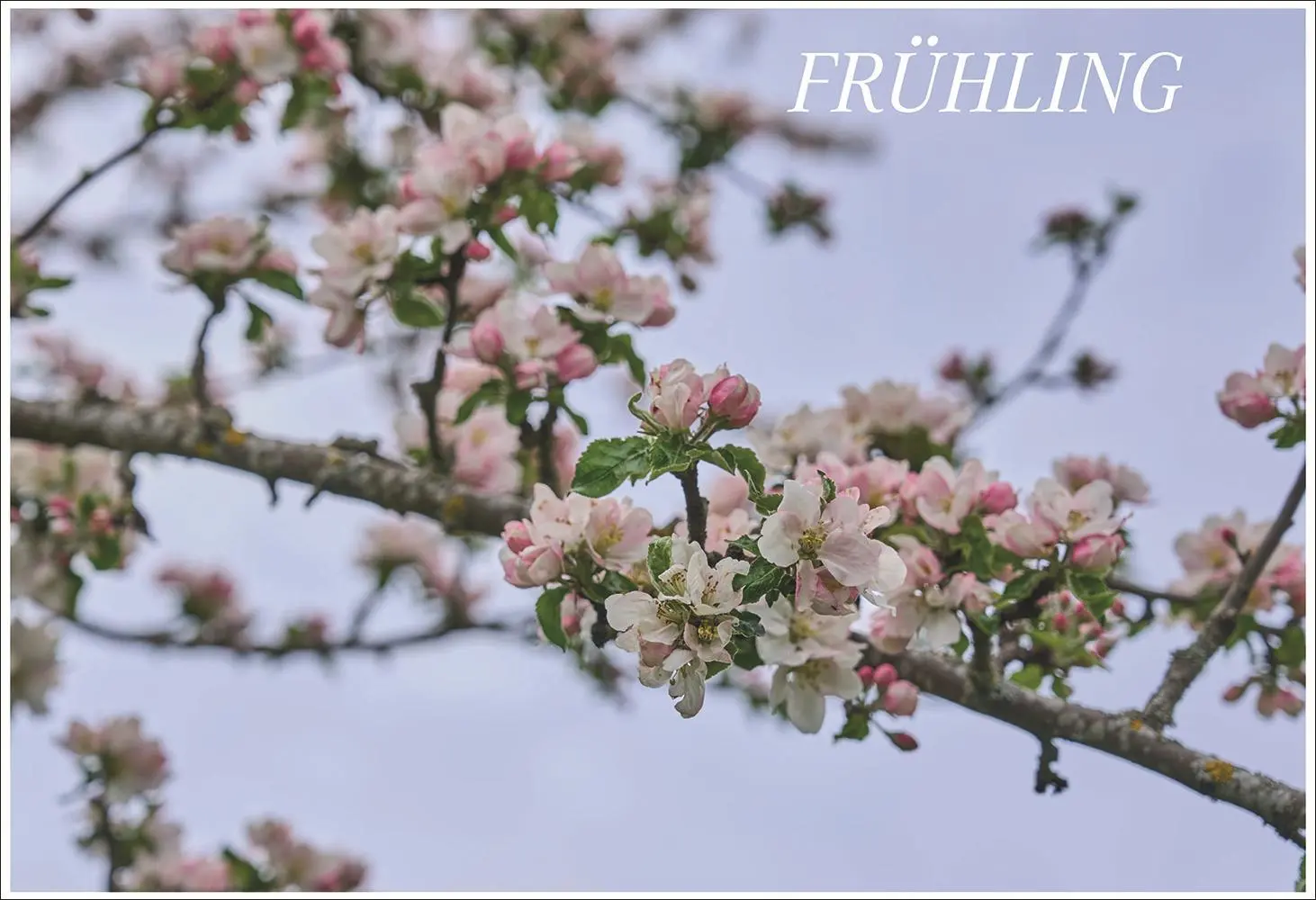 Bild: 9783458643470 | Scheunenwirtin | Ursula Heinzelmann | Buch | 256 S. | Deutsch | 2022