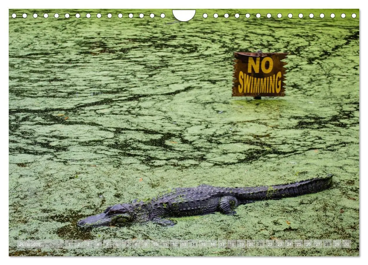 Bild: 9783516053470 | Florida. Sonne und Meer (Wandkalender 2026 DIN A4 quer), CALVENDO...