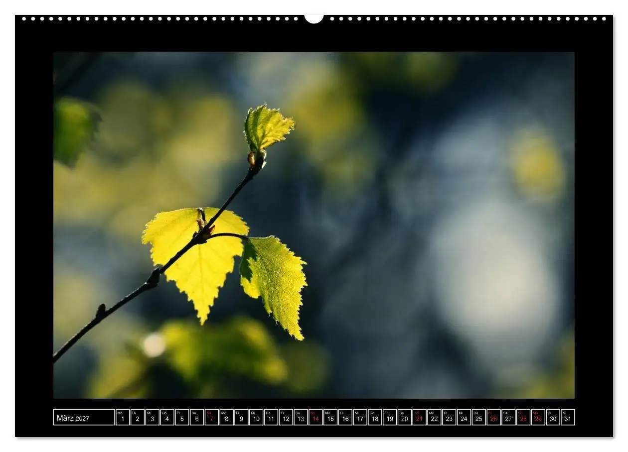Bild: 9783569903470 | Der Reichswald bei Kleve (hochwertiger Premium Wandkalender 2027...
