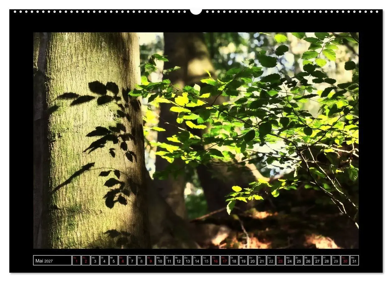 Bild: 9783569903470 | Der Reichswald bei Kleve (hochwertiger Premium Wandkalender 2027...